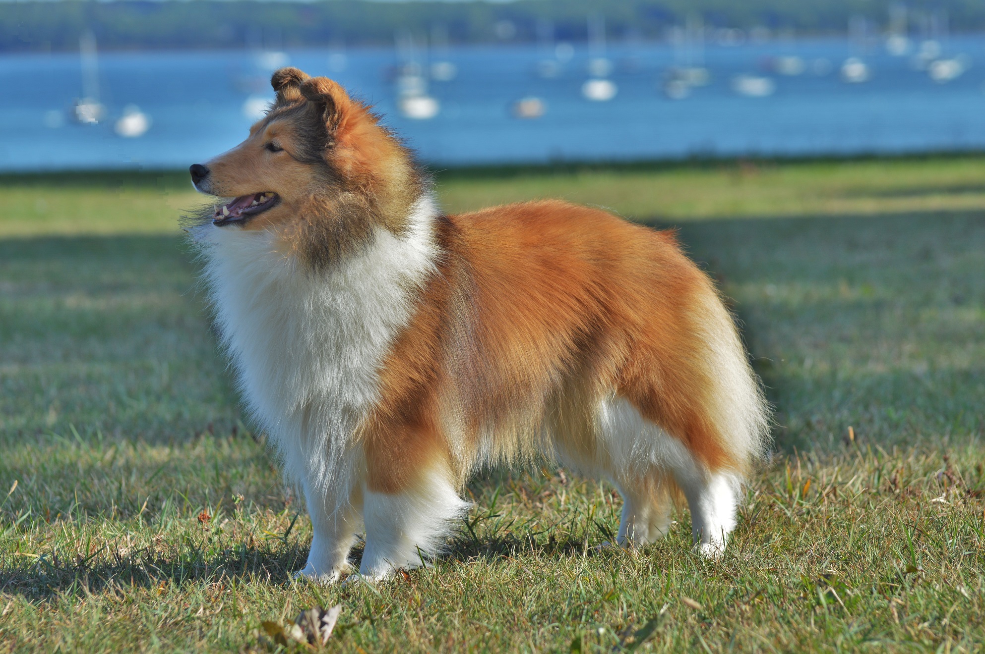 Amber store hill shelties
