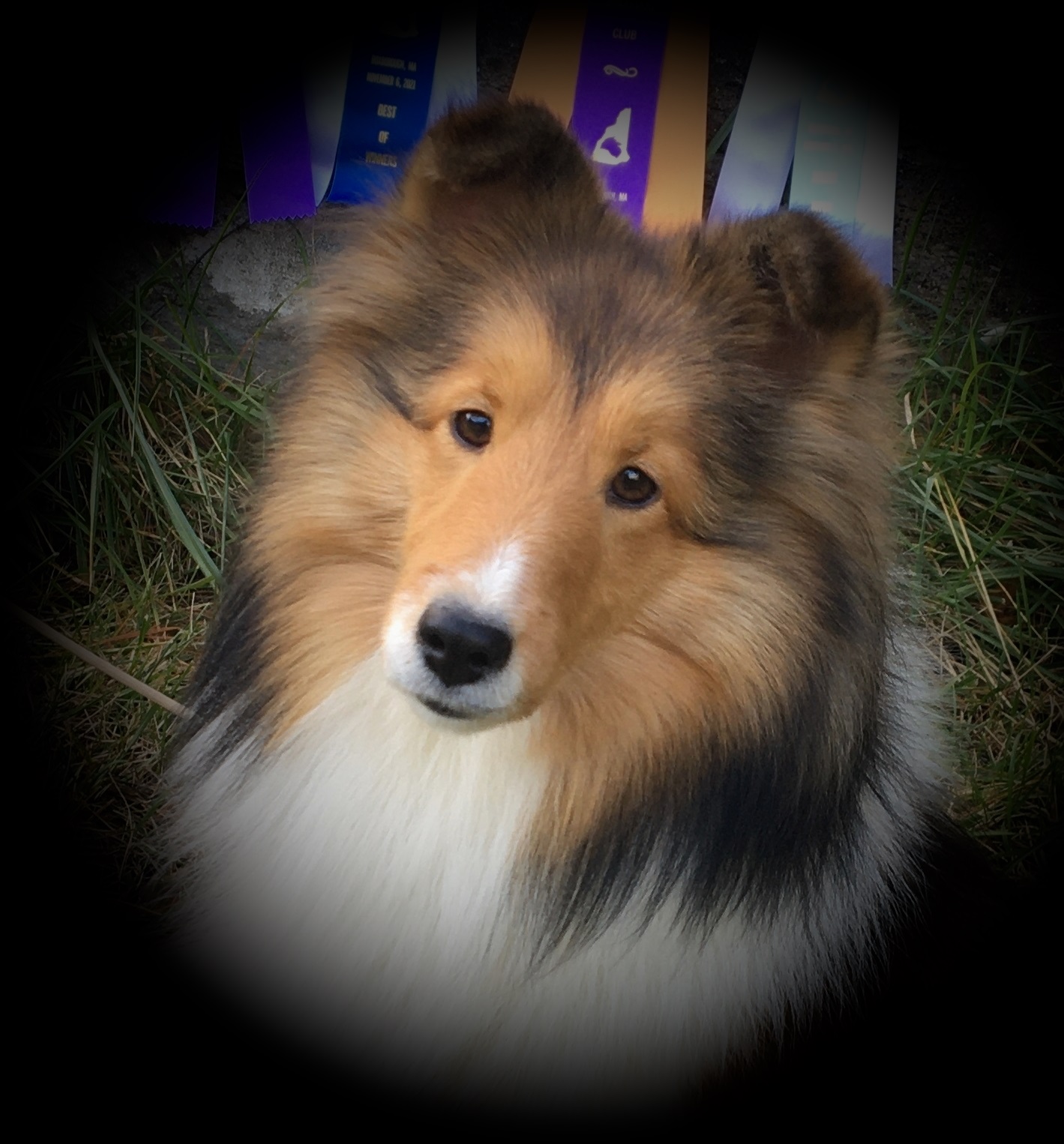 Amber store hill shelties