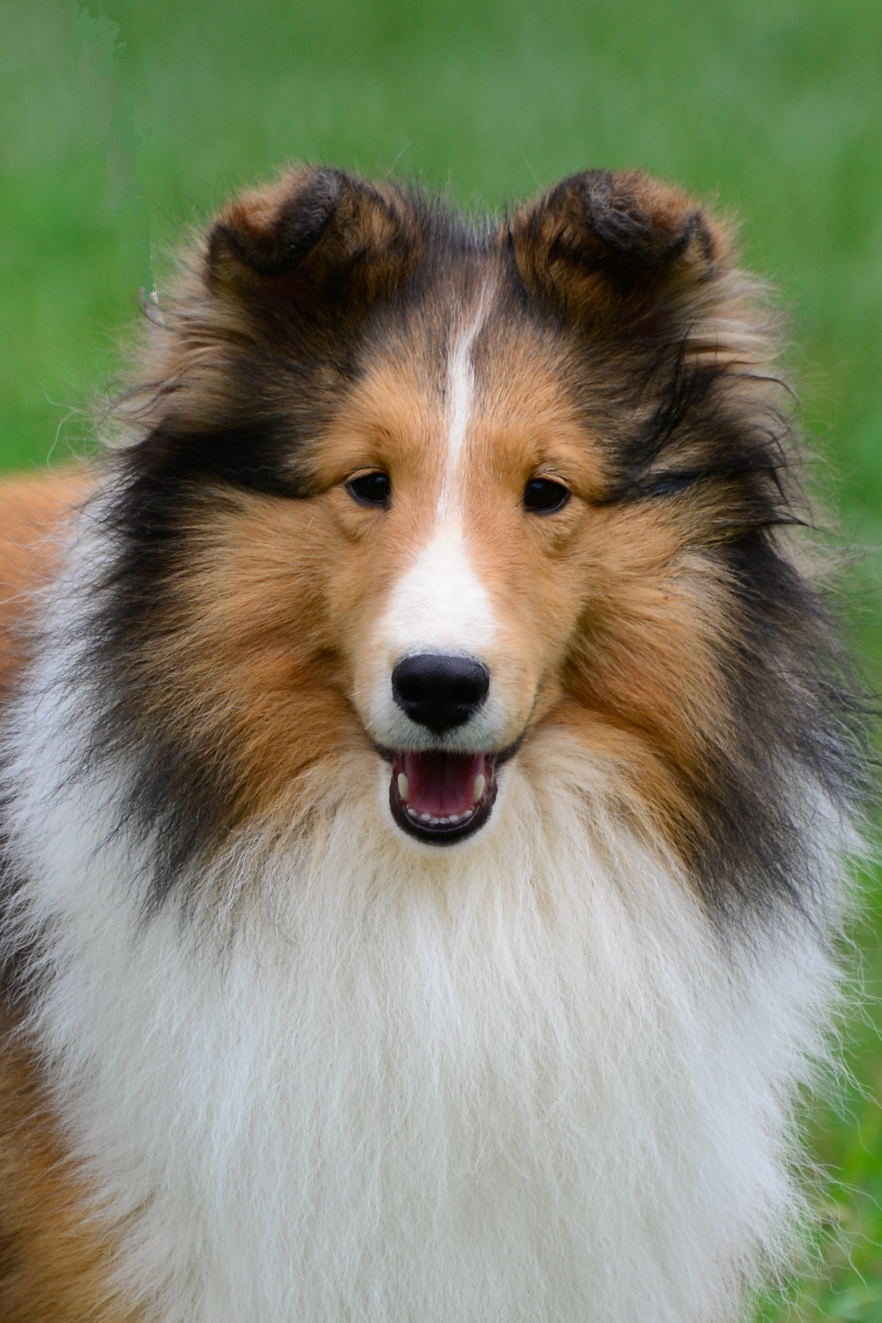 Amber store hill shelties