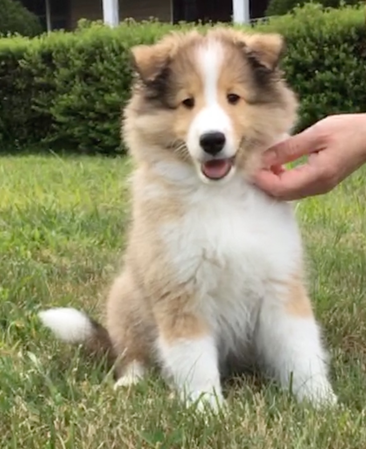 Amber store hill shelties